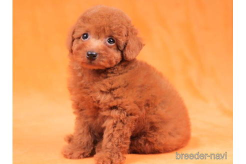 成約済の東京都のトイプードル-203760の2枚目